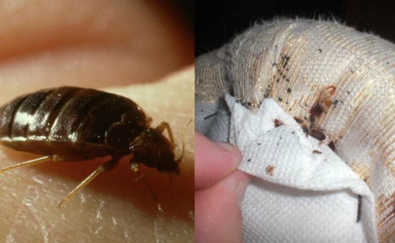 A qué huelen las chinches: Descubre su olor característico