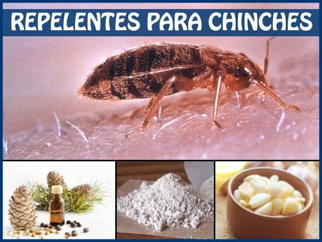 Acabar con chinches: Guía efectiva para tu hogar