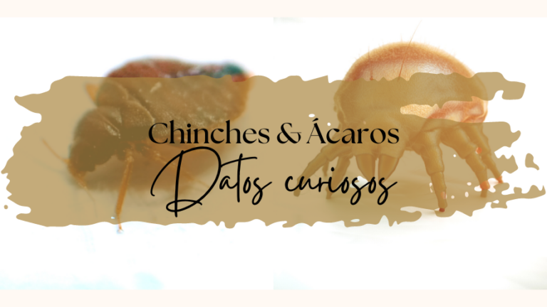 Ácaros y chinches es lo mismo: ¿mito o realidad?