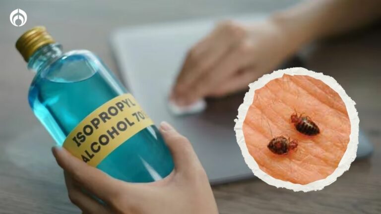 Alcohol isopropílico chinches: ¿es realmente efectivo?