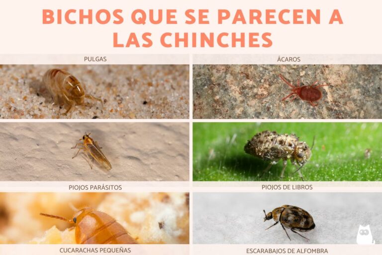 Bichos parecidos a las chinches: Descubre sus similitudes