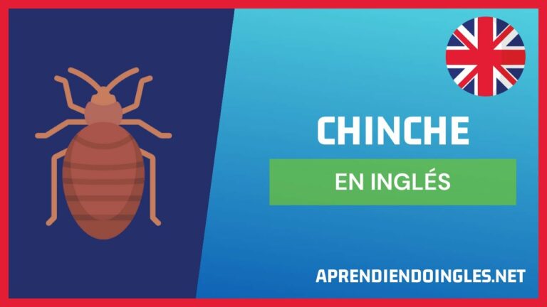 Chinche en inglés: ¿Cuál es su traducción?