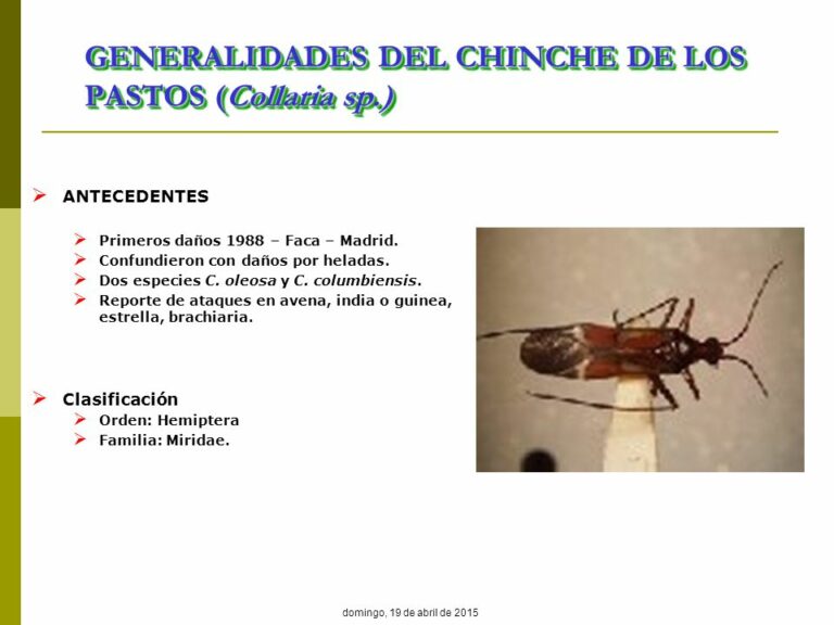 Chinche oloroso: ¿Qué es y cómo controlarlo en casa?