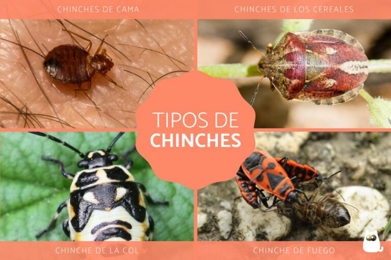 Chinche picuda: características y curiosidades reveladas