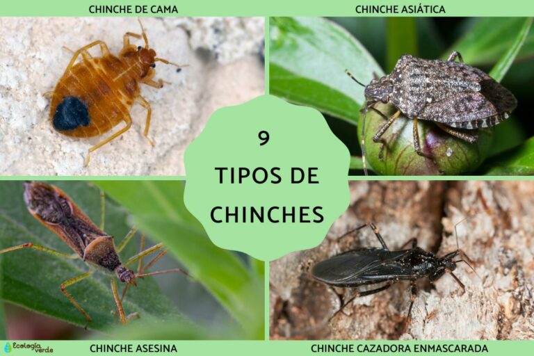 Chinche tipos: Características y clasificación de chinches