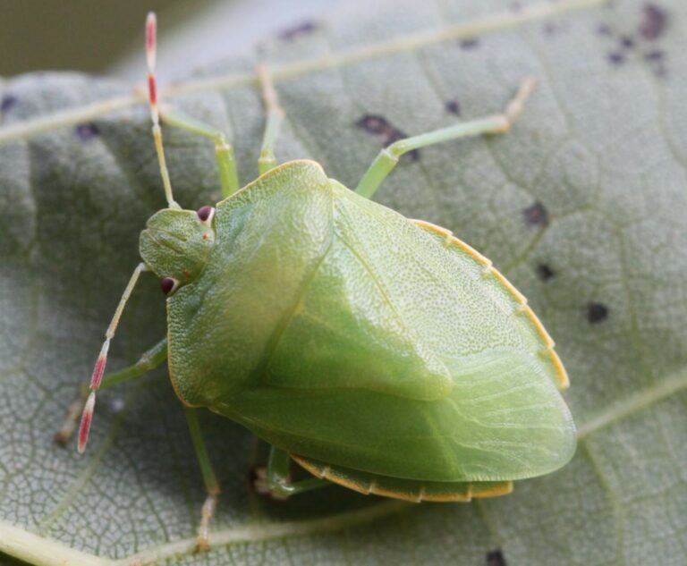 Chinche verde es peligrosa: ¿riesgo para humanos y plantas?
