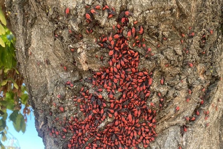 Chinches de árbol: impacto en plantas y su control efectivo