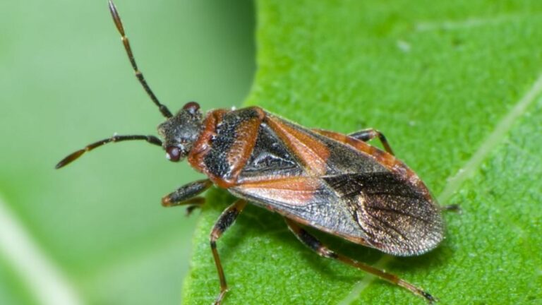 Chinches de árboles: impacto en plantas y su control eficaz