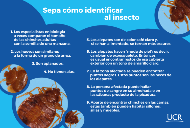 Chinches en cama: Identificación y eliminación efectiva
