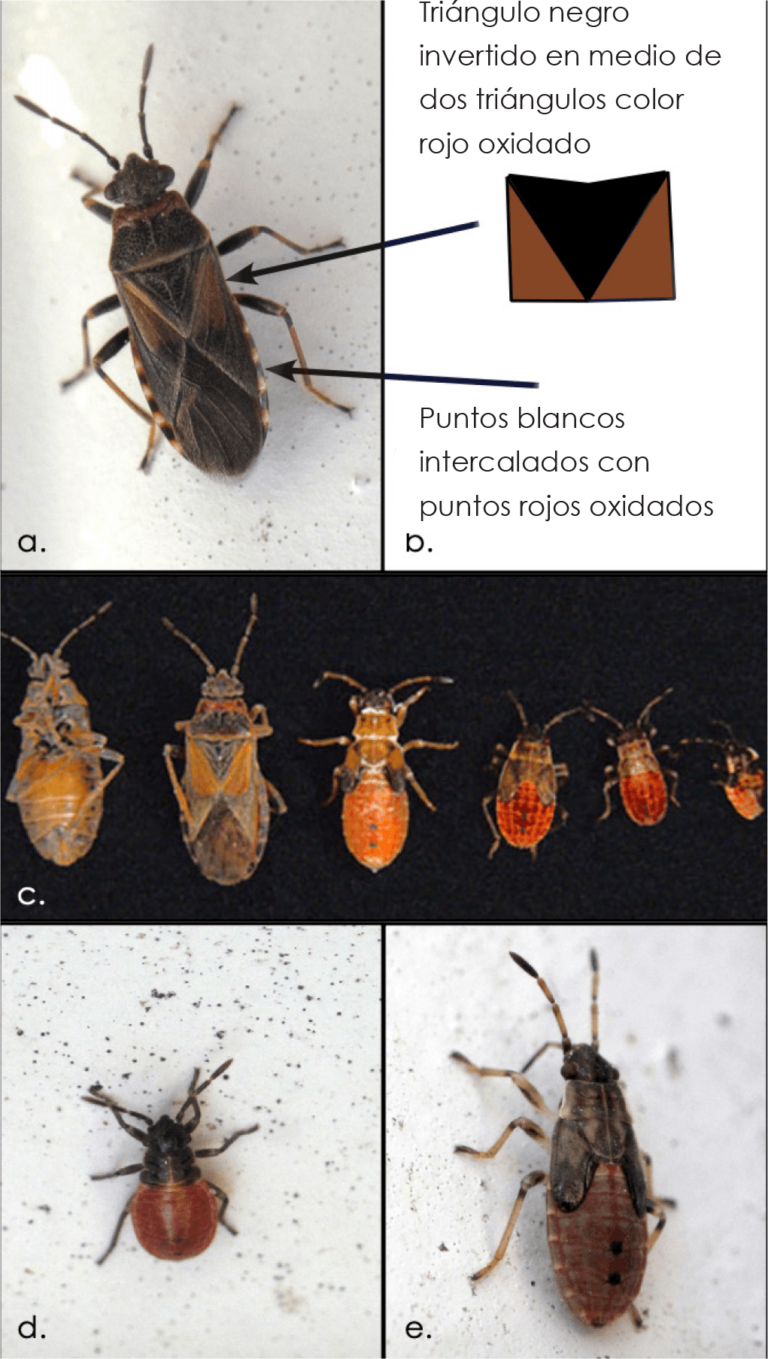 Chinches pequeñas: Identificación y características clave