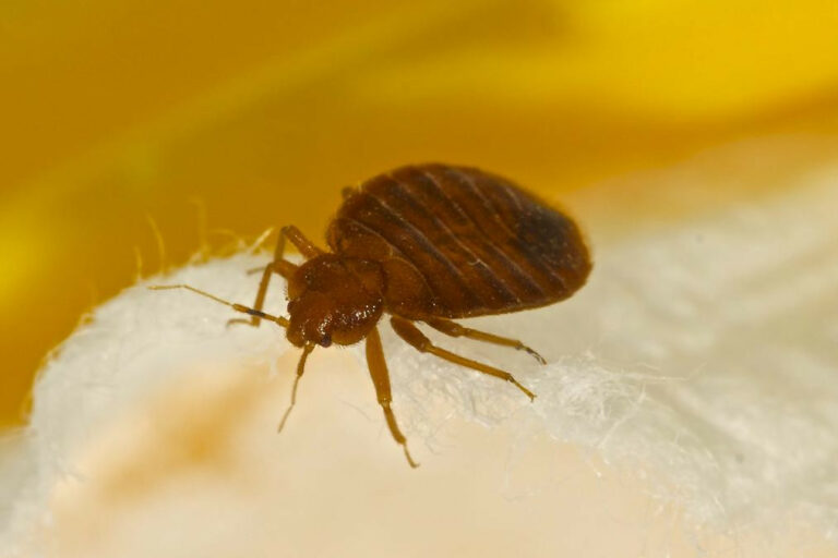 Eliminar chinches de las plantas: Guía efectiva para su control