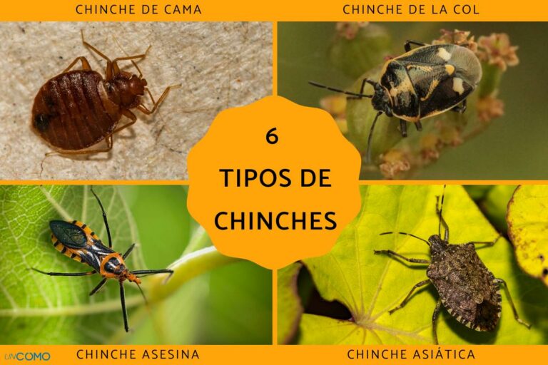 Chinches tamaño y forma: Descubre sus características clave