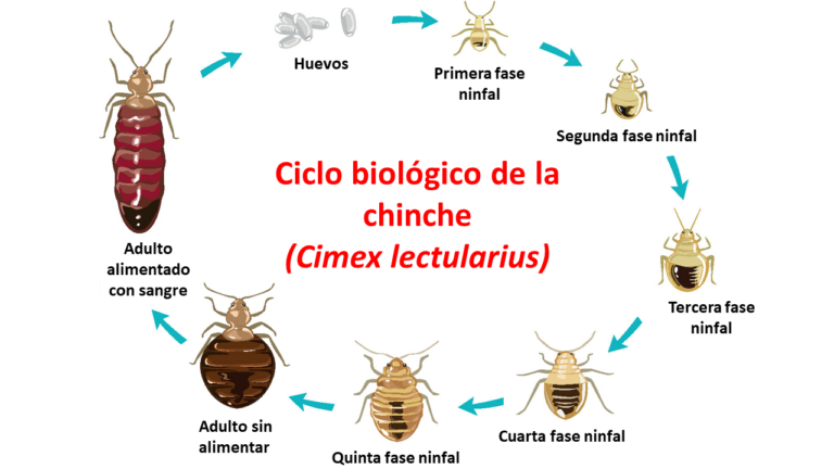 Chinches y garrapatas: Impacto en humanos y mascotas