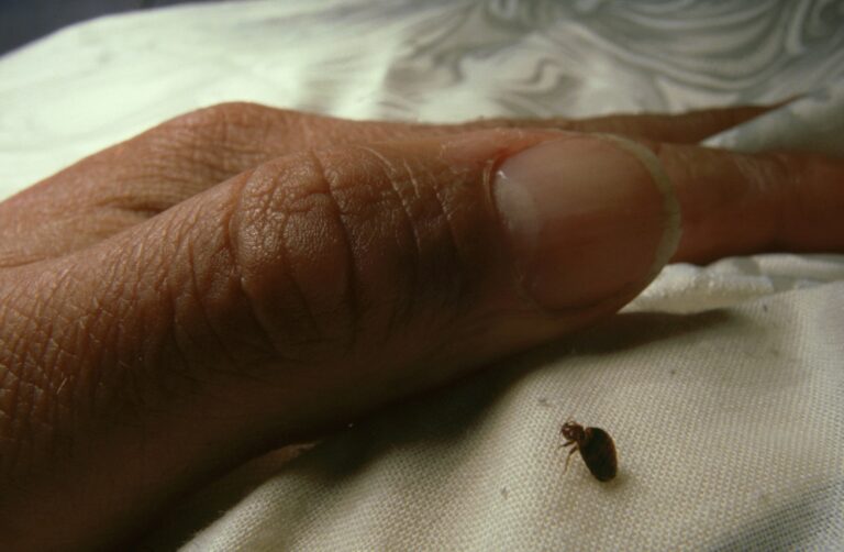 Cómo aparecen chinches en casa: Causas y prevención