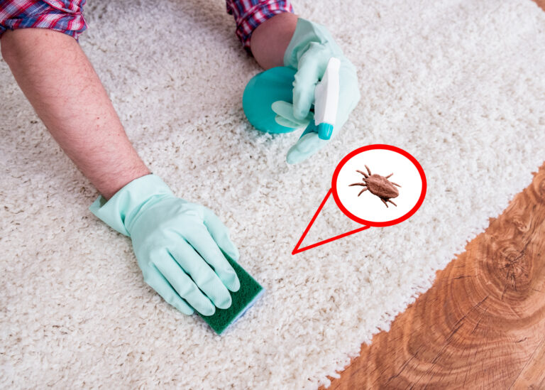 Cómo eliminar los ácaros en los humanos: Guía completa