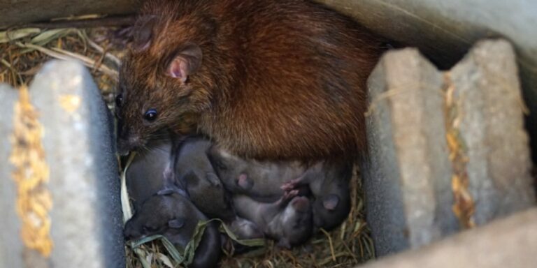 Cómo encontrar el nido de chinches en tu hogar fácilmente