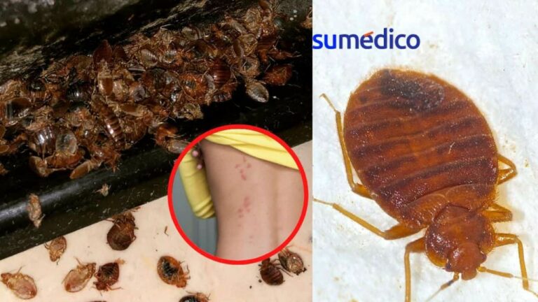 Cómo encontrar nido de chinches: Guía completa y efectiva