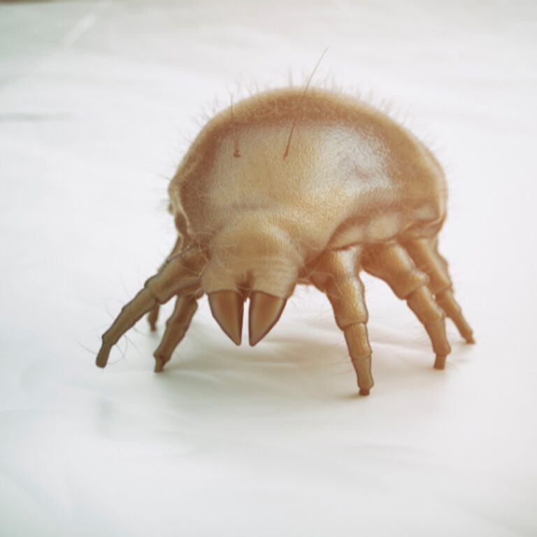 Cómo saber si son ácaros o chinches: Identifícalos fácil