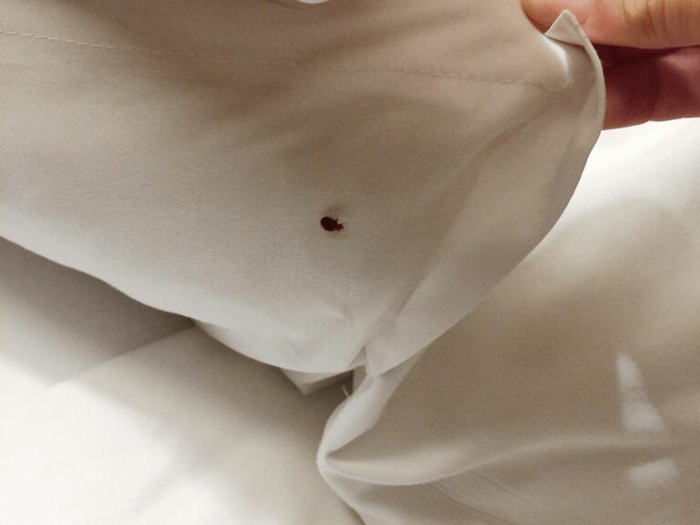 Cómo saber si son chinches o picaduras de mosquitos: Guía clara