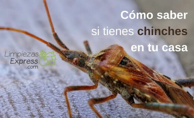 Como saber si tengo chinches: Guía para identificarlos