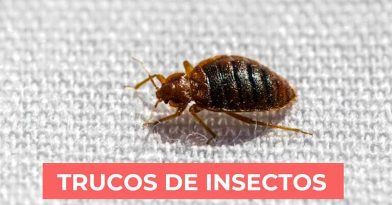 Contra los chinches: Métodos efectivos para eliminarlos