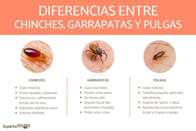 Cuanto miden las chinches: Tamaño y características clave