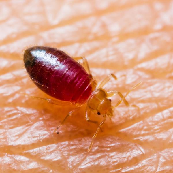 Dónde pican las chinches: Descubre sus lugares favoritos