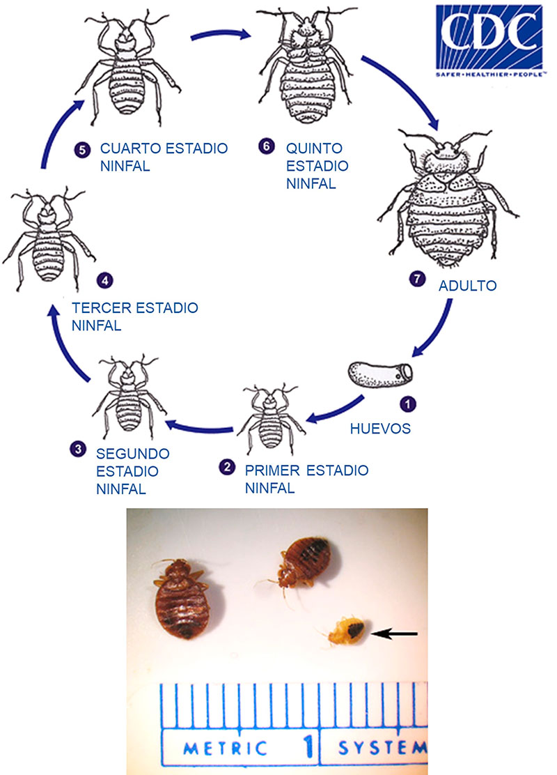 Fotos chinches: ¿Qué son y cómo se ven? - chinchesconocimiento.es