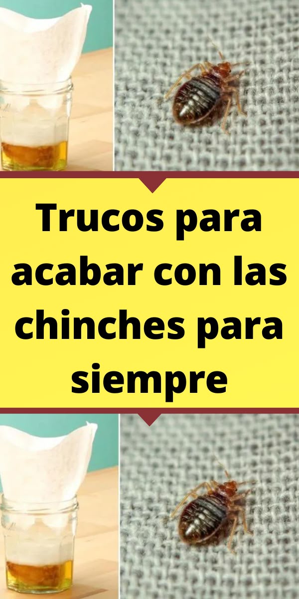 Insecticida para chinches casero: recetas efectivas