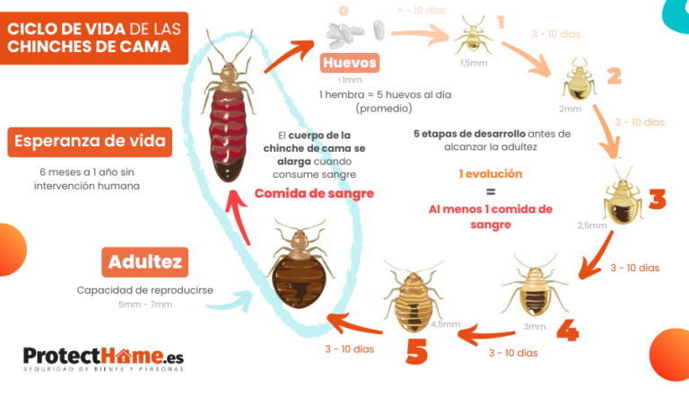 Larvas chinches: Control y prevención efectivas