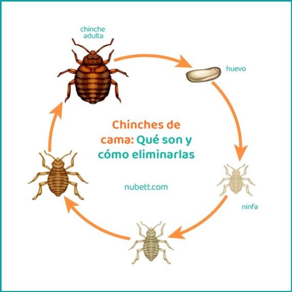 Mata chinches de cama: ¿Qué es y cómo se utiliza?