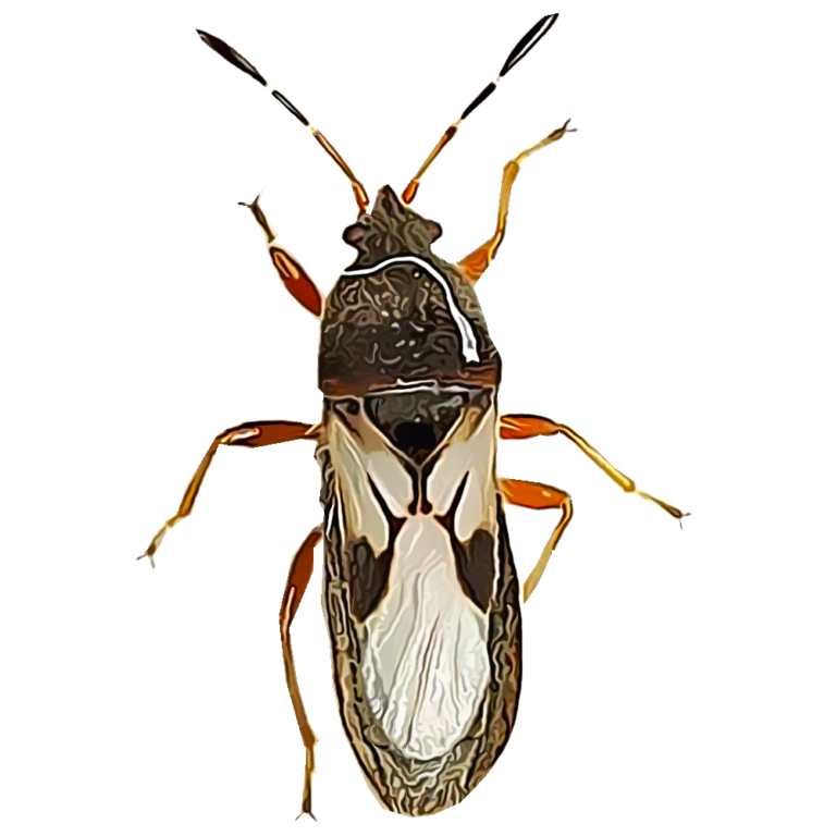 Plaga chinches: Identificación y control efectivo