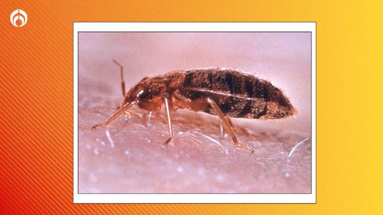 Plaga colchon chinches: Identifica y combate la infestación
