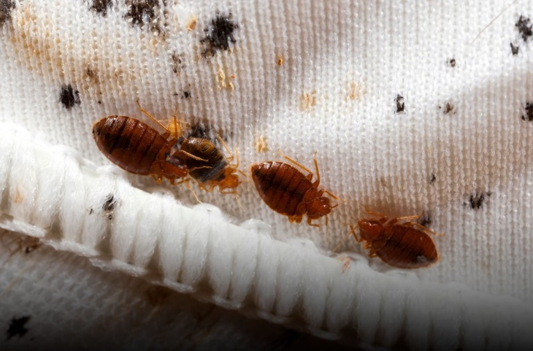 Plaga de chinches: impacto en los hogares y soluciones efectivas