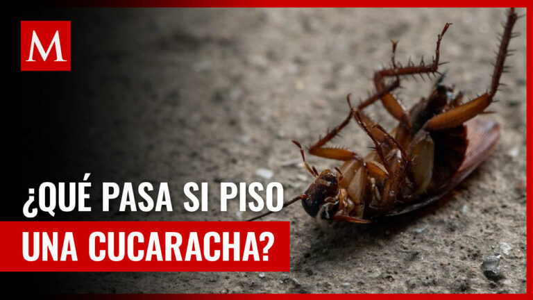 Por qué no debes aplastar las chinches: Consecuencias y riesgos