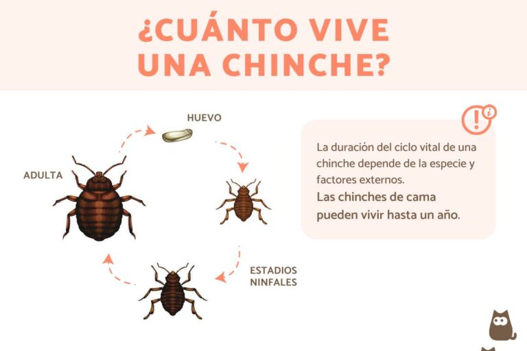 q comen las chinches: Descubre su dieta y hábitos alimenticios