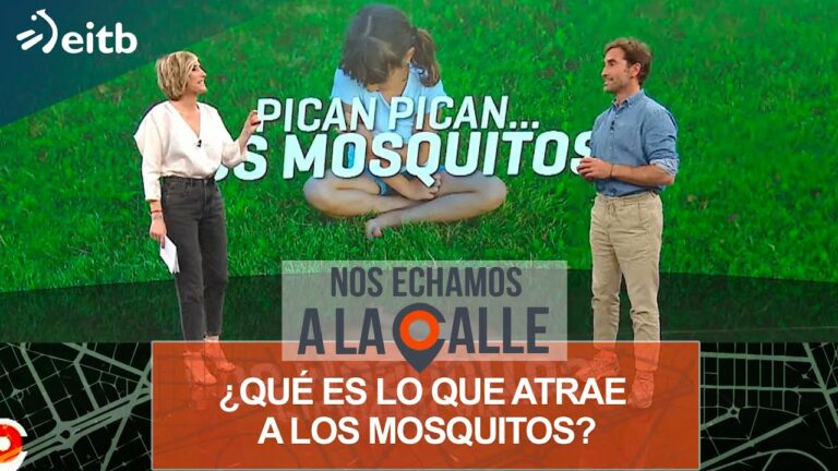 Qué es lo que atrae a las chinches de cama: Descúbrelo aquí