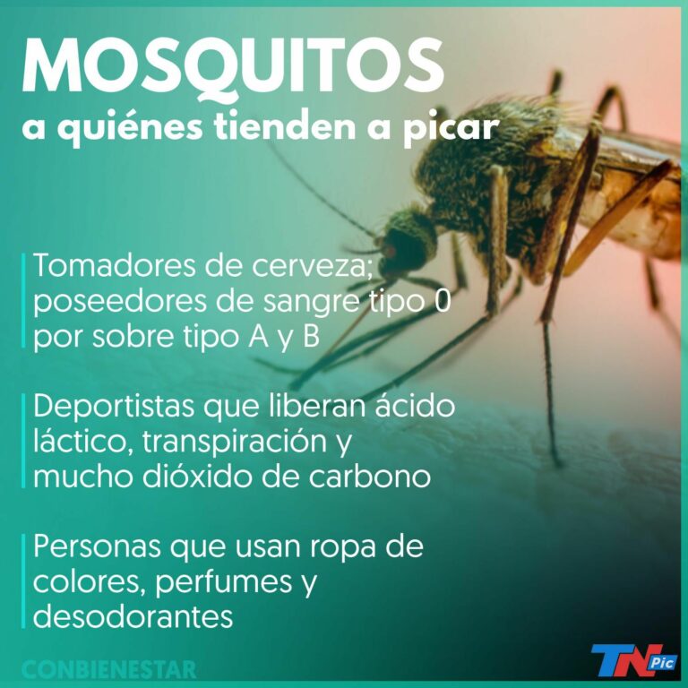 Qué grupo sanguíneo prefieren las chinches: Descúbrelo aquí