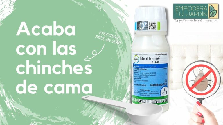Qué insecticida mata las chinches de cama: Soluciones efectivas