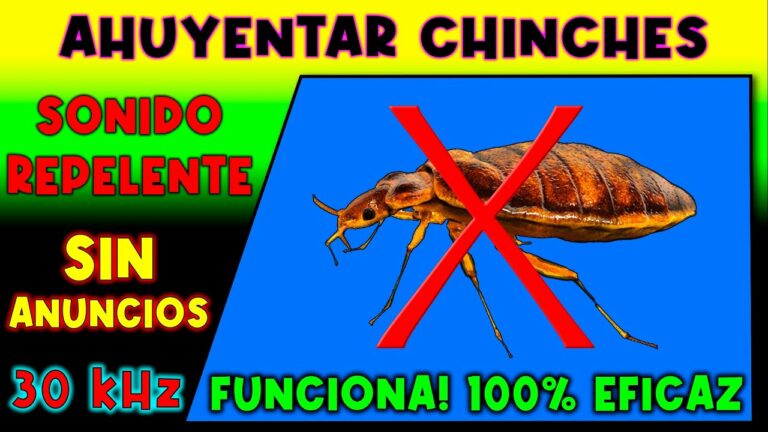 Qué odian las chinches: repelentes efectivos para eliminarlas