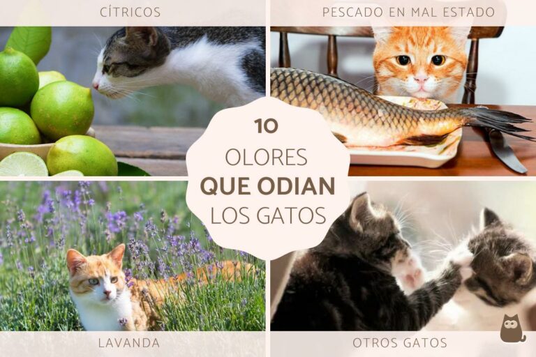 Qué olor no soportan las chinches de cama: Descúbrelo aquí