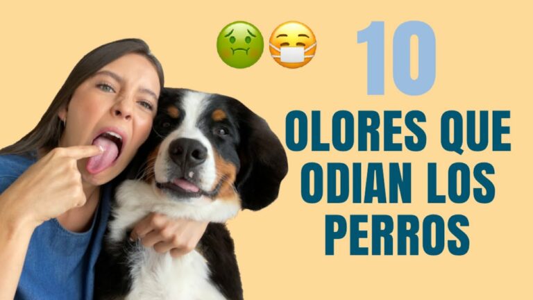 Qué olor no les gusta a los chinches: Descubre los repelentes