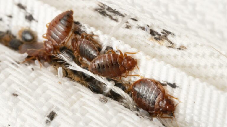 Qué olor odian las chinches de cama: Descubre sus repulsivos