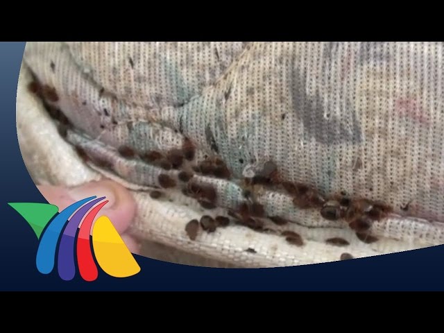 Qué pasa si duermes con chinches: Efectos en la salud