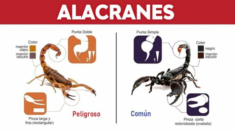 Qué pasa si te pica un chinche de cama: síntomas y riesgos