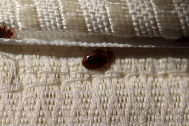 Qué pasa si tengo chinches en mi cama: Soluciones efectivas