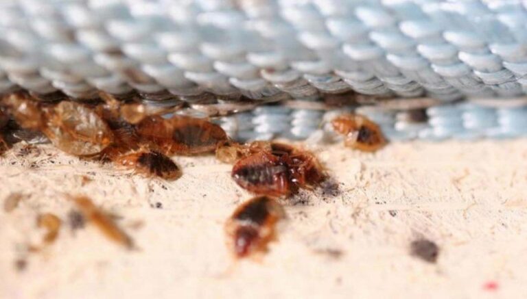 Qué significa que te salgan chinches en la cama: guía de eliminación