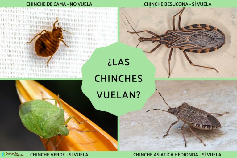 Saltan las chinches: ¿Qué significa y cómo prevenirlo?