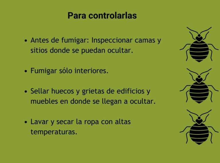 Tamaño de los chinches: ¿Cuánto miden realmente?