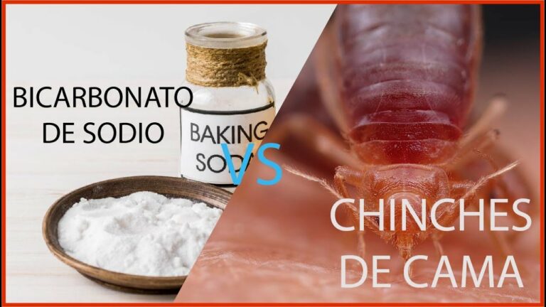 Vinagre y bicarbonato para chinches: ¿Son efectivos?